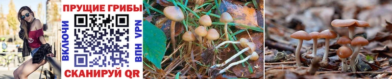 Псилоцибиновые грибы MAGIC MUSHROOMS мега как войти Верея